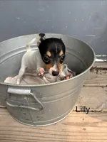 Lilly, a female Fox Terrier for sale in Carson City, MI – 1 of 1