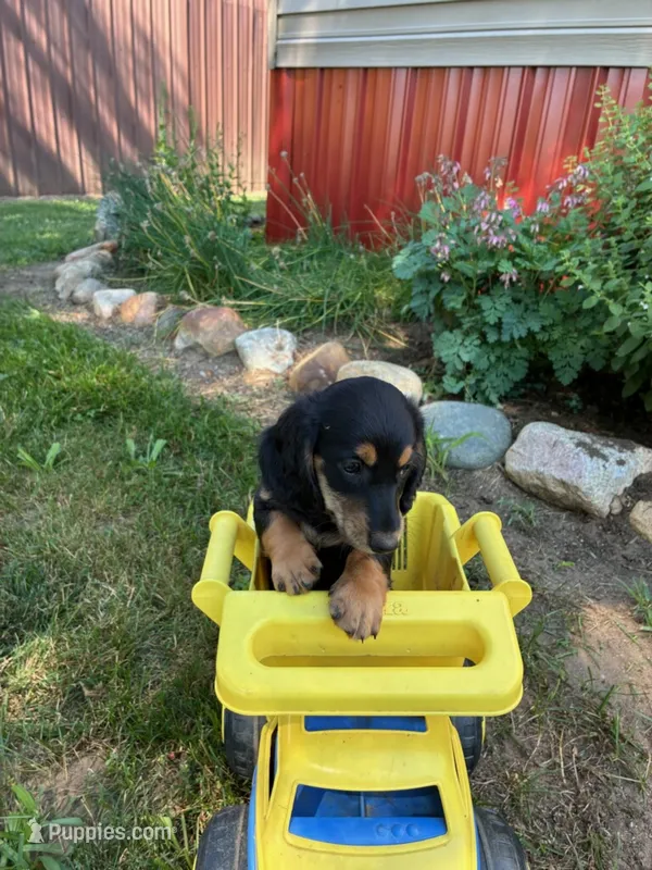 Todd – Miniature Dachshund puppy for sale in Carson City, MI