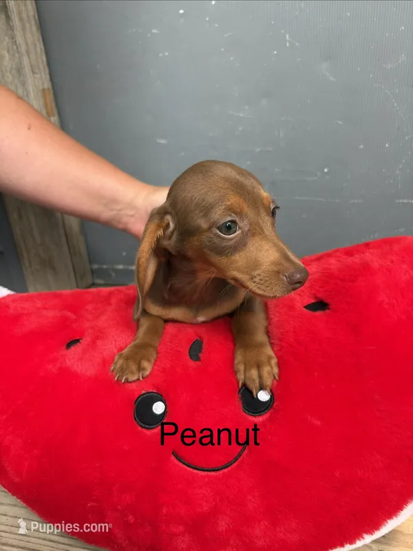 Peanut – Miniature Dachshund puppy for sale in Carson City, MI
