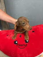 Peanut, a male Miniature Dachshund for sale in Carson City, MI – 1 of 1