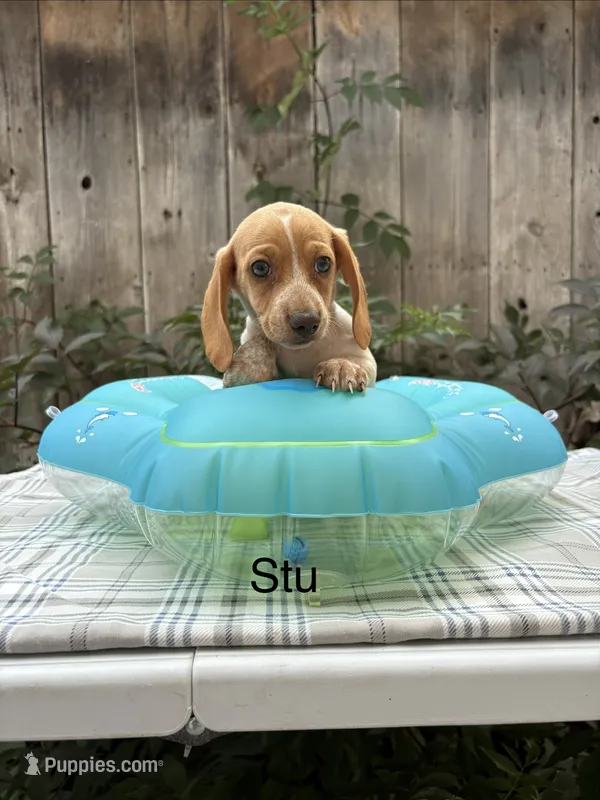 Stu – Miniature Dachshund puppy for sale in Carson City, MI