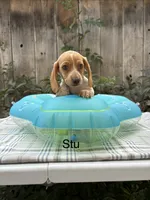 Stu, a male Miniature Dachshund for sale in Carson City, MI – 1 of 1