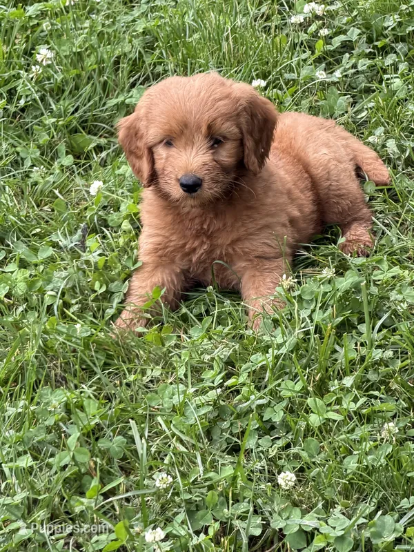 Pink girl – Goldendoodle puppy for sale in Washington, IN