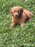 Pink girl, a female Goldendoodle for sale in Washington, IN – 1 of 2