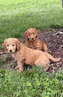 Pink girl, a female Goldendoodle for sale in Washington, IN – 2 of 2
