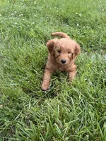 Blue Boy, a male Goldendoodle for sale in Washington, IN – 1 of 2