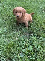 Blue Boy, a male Goldendoodle for sale in Washington, IN – 2 of 2