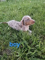 Prince, a male Miniature Dachshund for sale in Pilot, VA – 2 of 2