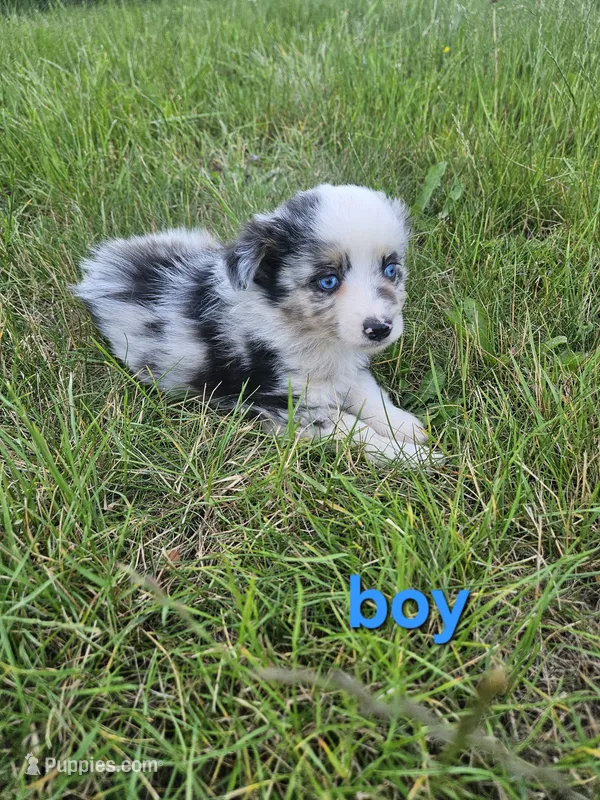 Rip – Miniature Australian Shepherd puppy for sale in Pilot, VA