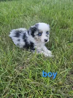 Rip, a male Miniature Australian Shepherd for sale in Pilot, VA – 1 of 1