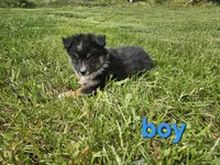 Billy, a male Miniature Australian Shepherd for sale in Pilot, VA – 1 of 1