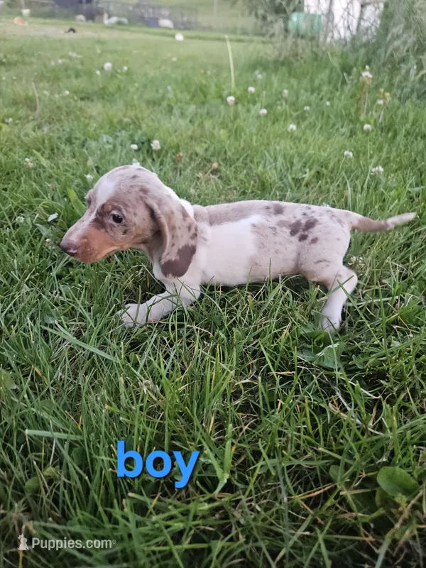 Prince – Miniature Dachshund puppy for sale in Pilot, VA