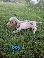 Prince, a male Miniature Dachshund for sale in Pilot, VA – 1 of 2