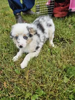 Baloo, a male Miniature Australian Shepherd for sale in Pilot, VA – 2 of 2