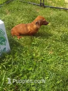 Charley – Miniature Dachshund puppy for sale in Pilot, VA