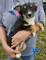 Billy, a male Miniature Australian Shepherd for sale in Pilot, VA – 2 of 2