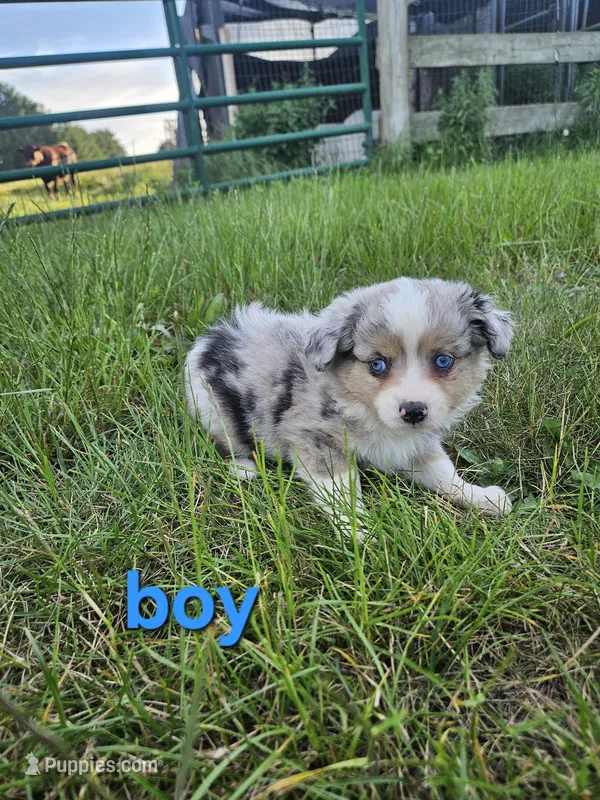 Mikey – Miniature Australian Shepherd puppy for sale in Pilot, VA
