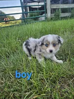 Mikey, a male Miniature Australian Shepherd for sale in Pilot, VA – 1 of 1