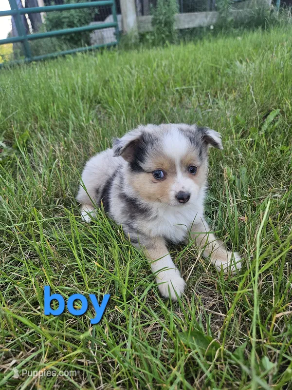 Billy joe – Miniature Australian Shepherd puppy for sale in Pilot, VA