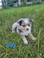 Billy joe, a male Miniature Australian Shepherd for sale in Pilot, VA – 1 of 1