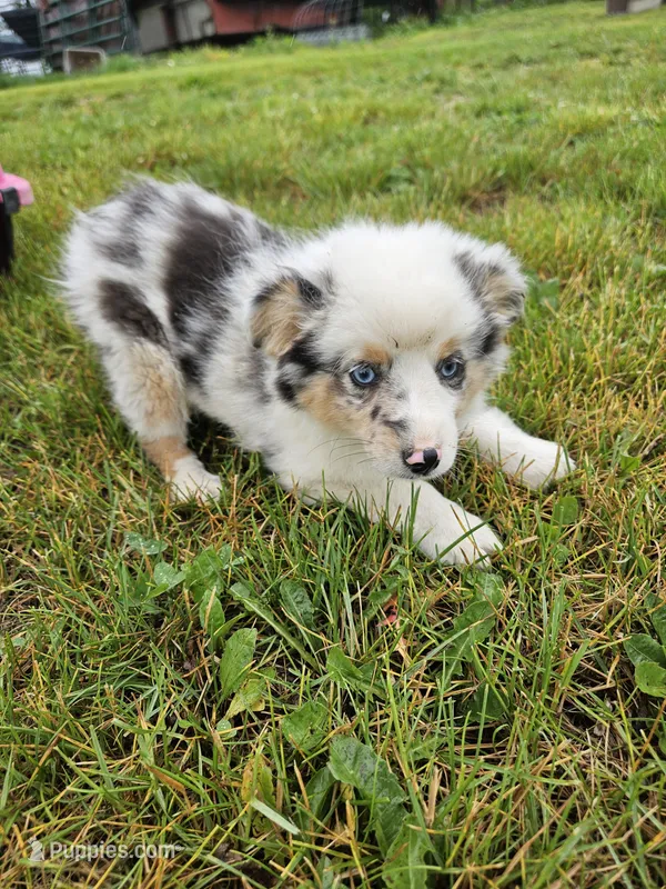Baloo – Miniature Australian Shepherd puppy for sale in Pilot, VA