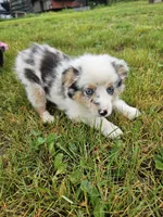 Baloo, a male Miniature Australian Shepherd for sale in Pilot, VA – 1 of 2