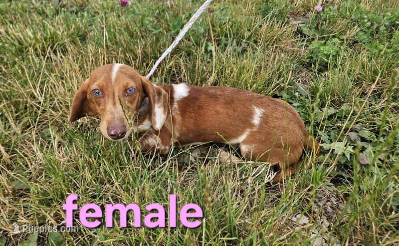 Karma – Miniature Dachshund puppy for sale in Pilot, VA
