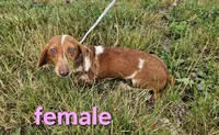 Karma, a female Miniature Dachshund for sale in Pilot, VA – 1 of 1
