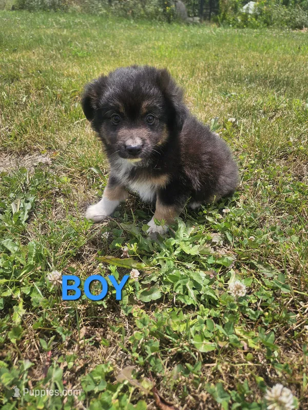 Charley – Miniature Australian Shepherd puppy for sale in Pilot, VA