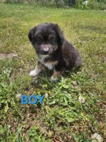 Charley, a male Miniature Australian Shepherd for sale in Pilot, VA – 1 of 1
