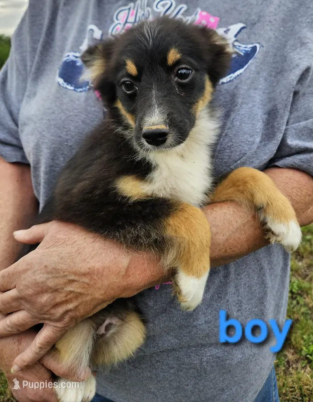 Billy – Miniature Australian Shepherd puppy for sale in Pilot, VA