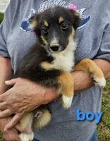 Billy, a male Miniature Australian Shepherd for sale in Pilot, VA – 1 of 2