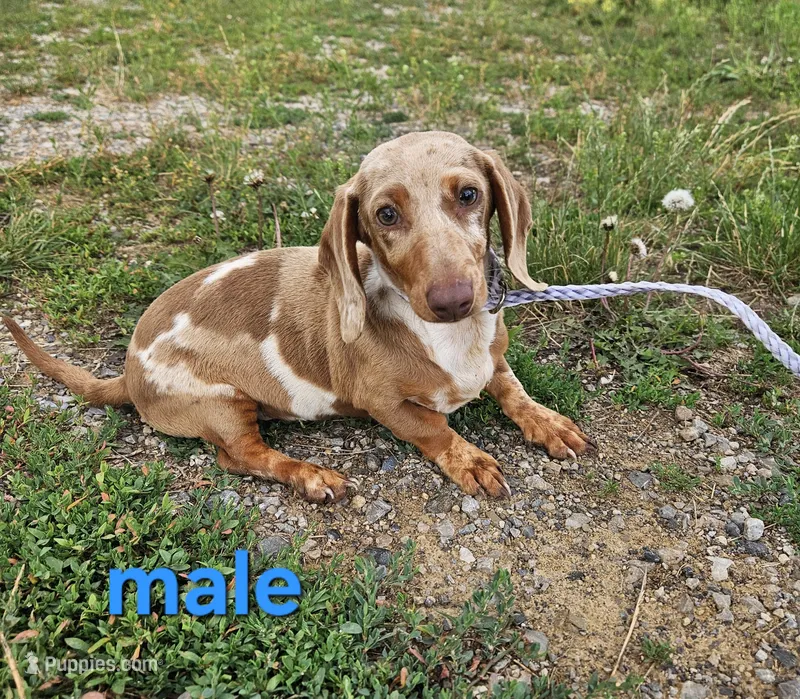 Demon – Miniature Dachshund puppy for sale in Pilot, VA