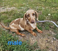 Demon, a male Miniature Dachshund for sale in Pilot, VA – 1 of 1