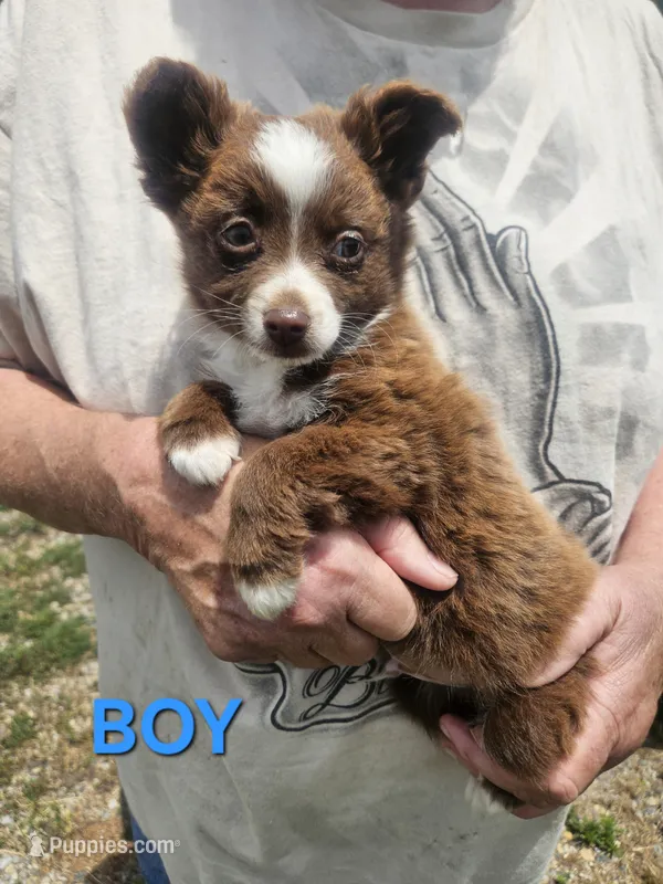 Wizard  – Toy Australian Shepherd puppy for sale in Pilot, VA