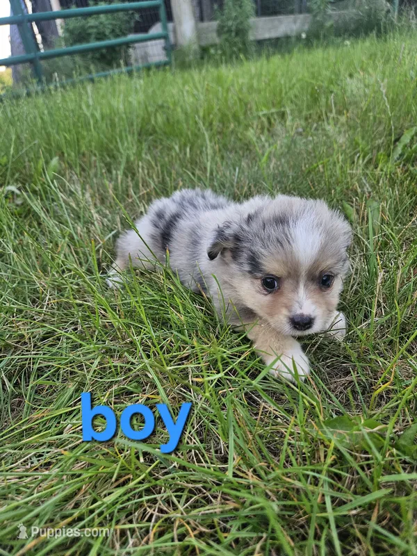 Levi – Miniature Australian Shepherd puppy for sale in Pilot, VA
