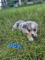 Levi, a male Miniature Australian Shepherd for sale in Pilot, VA – 1 of 1