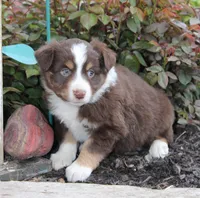 Archie, a male Miniature Australian Shepherd for sale in Greenwood, WI – 2 of 4
