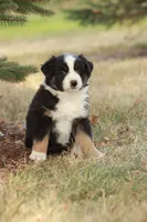 Barkley, a male Miniature Australian Shepherd for sale in Greenwood, WI – 4 of 4