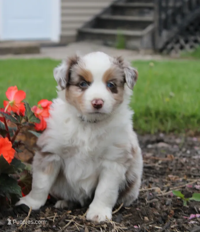 Aster – Miniature Australian Shepherd puppy for sale in Greenwood, WI
