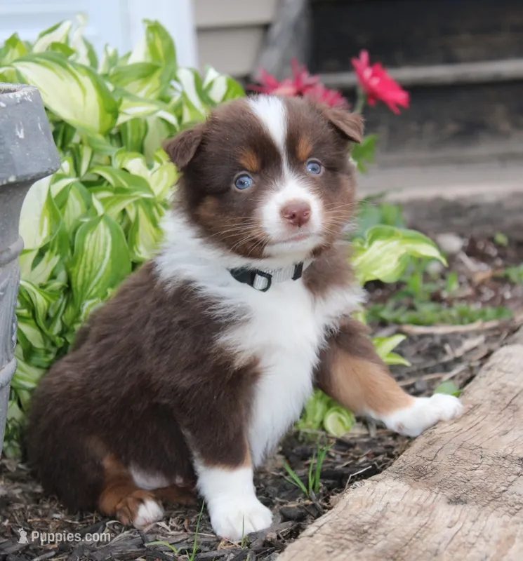 Anson – Miniature Australian Shepherd puppy for sale in Greenwood, WI