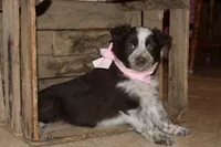 Smarty , a female Miniature Australian Shepherd for sale in Greenwood, WI – Photo 4 of 4