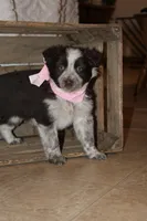 Smarty , a female Miniature Australian Shepherd for sale in Greenwood, WI – Photo 3 of 4