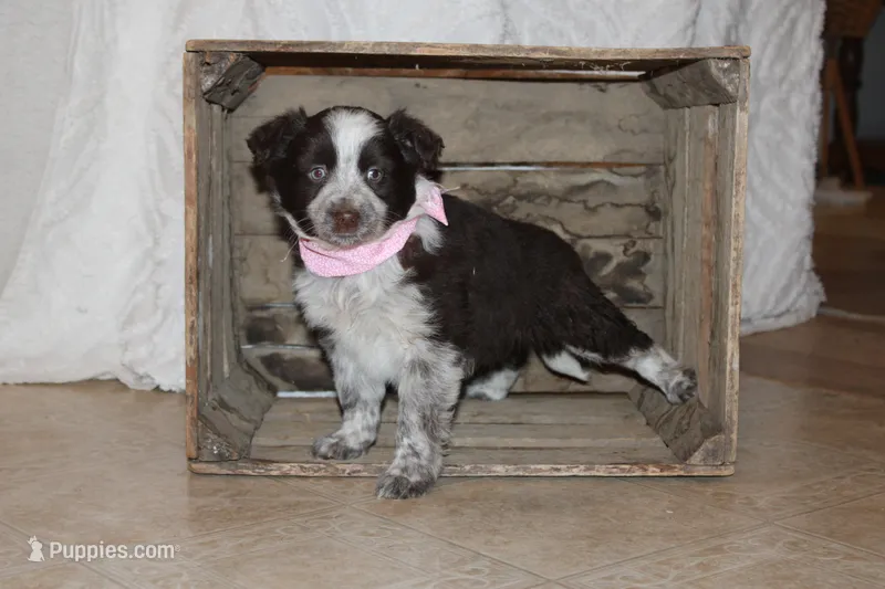 Smarty  – Miniature Australian Shepherd puppy for sale in Greenwood, WI