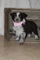 Smarty , a female Miniature Australian Shepherd for sale in Greenwood, WI – Photo 2 of 4