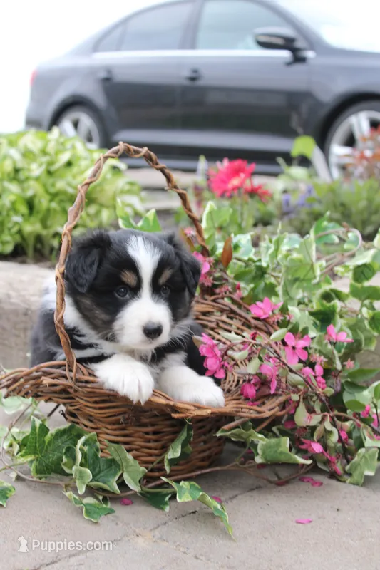 Asher – Miniature Australian Shepherd puppy for sale in Greenwood, WI