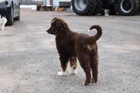 Sonya, a female Miniature Australian Shepherd for sale in Greenwood, WI – Photo 5 of 5