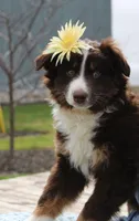 Sonya, a female Miniature Australian Shepherd for sale in Greenwood, WI – Photo 1 of 5