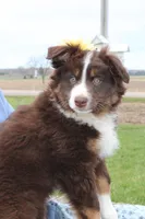 Sonya, a female Miniature Australian Shepherd for sale in Greenwood, WI – Photo 3 of 5