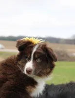 Sonya, a female Miniature Australian Shepherd for sale in Greenwood, WI – Photo 4 of 5